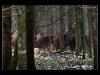 o_Bosque Bialowieza